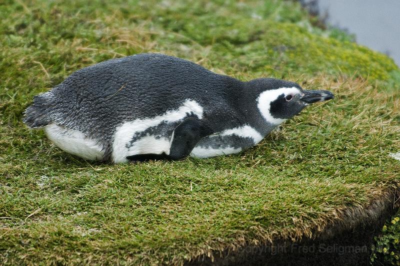 20071214 110850 D200 (1) 3900x2600.jpg - March of the Penguins, Otway Sound, Puntas Arenas, Chile